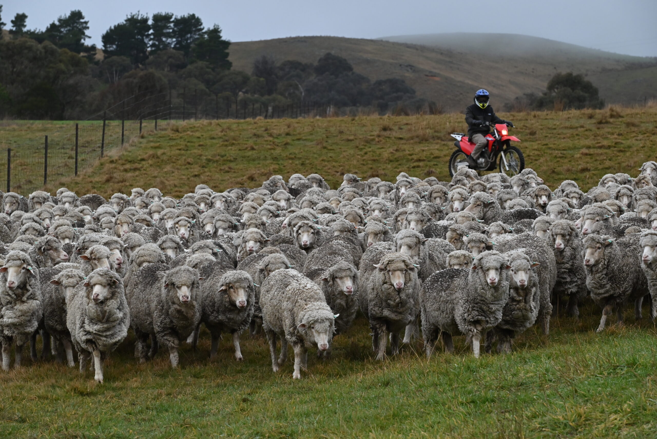 An Overview of WoolClip: A Guide for Wool Growers