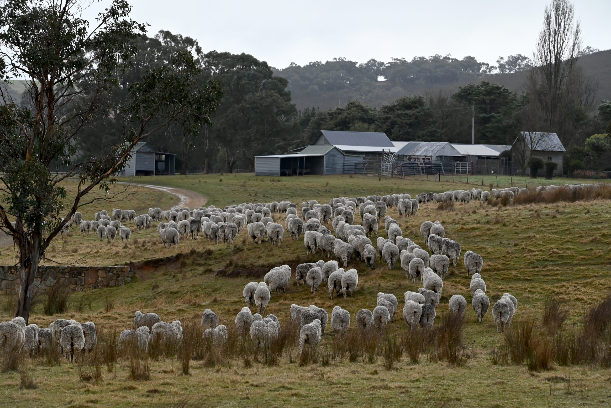How to Start a Job in WoolClip for a Wool Classer