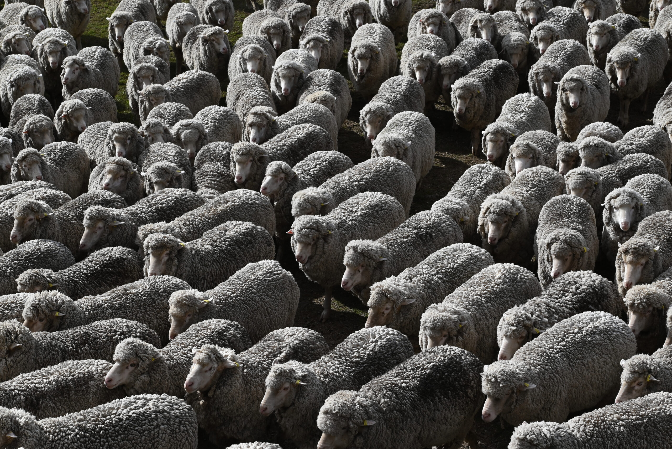 How to Add Mobs in the Web