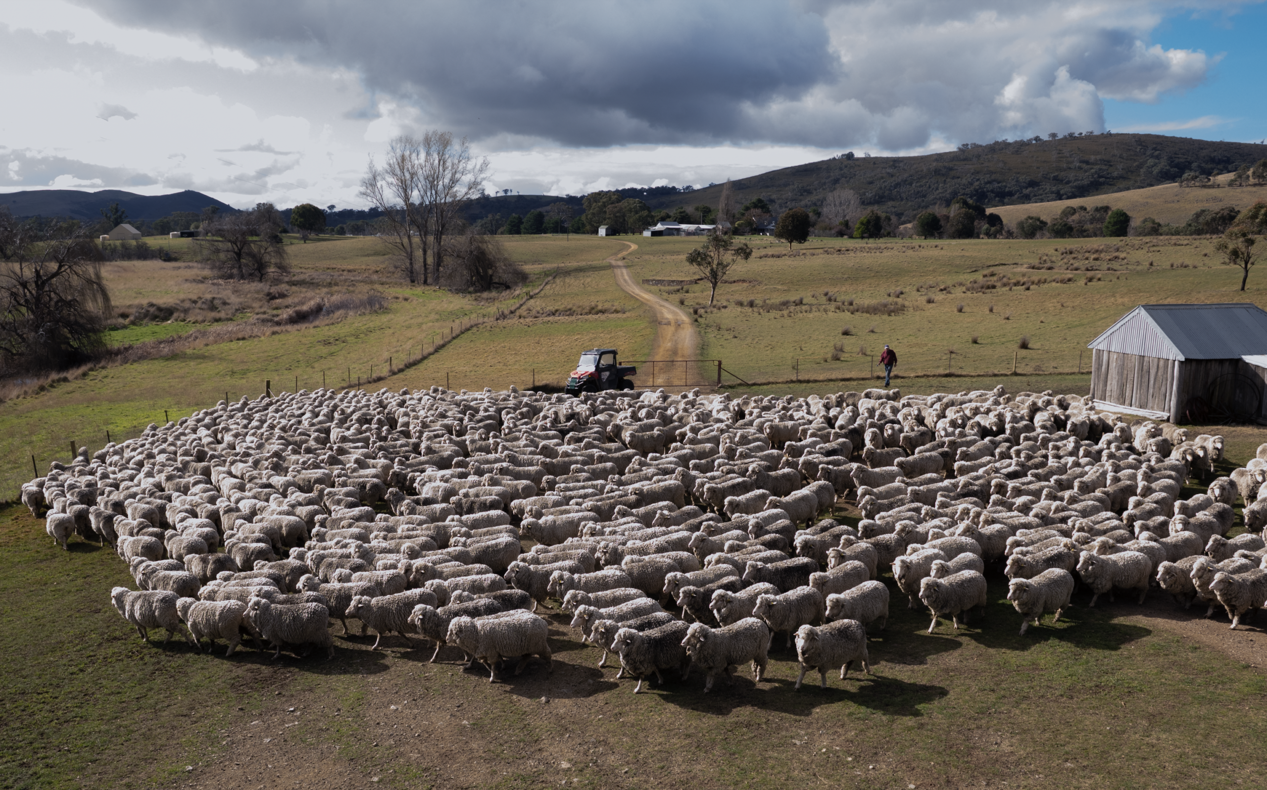 Get Ready for Shearing in 4 Easy Steps